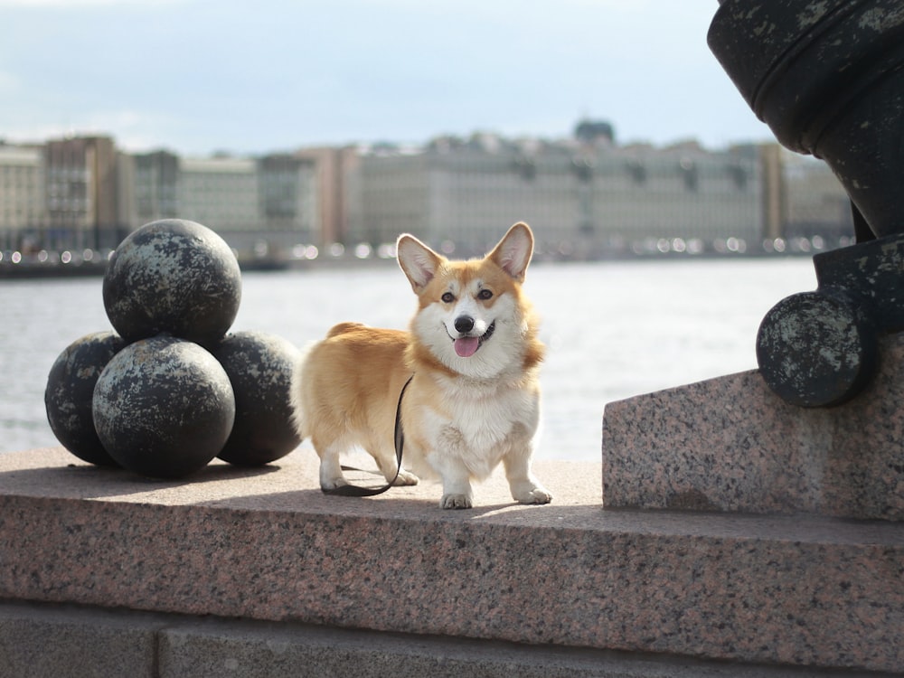 a small dog standing on a ledge next to a body of water