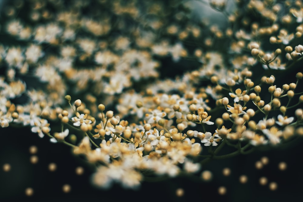 a close up of a bunch of white flowers