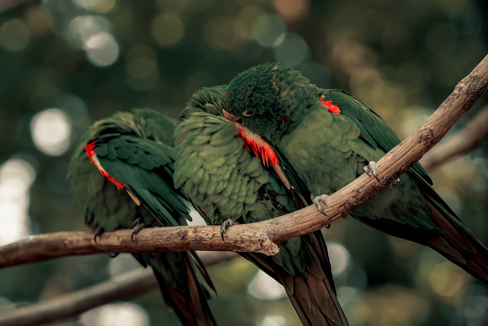 two green birds sitting on a tree branch