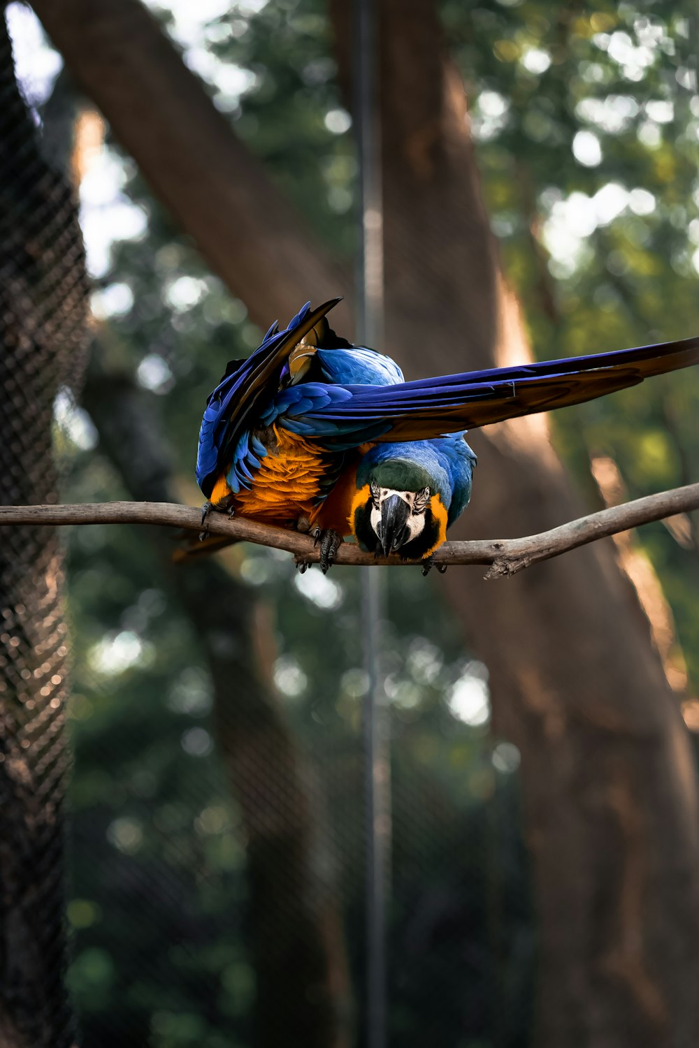 Un uccello colorato seduto sulla cima di un ramo dell'albero