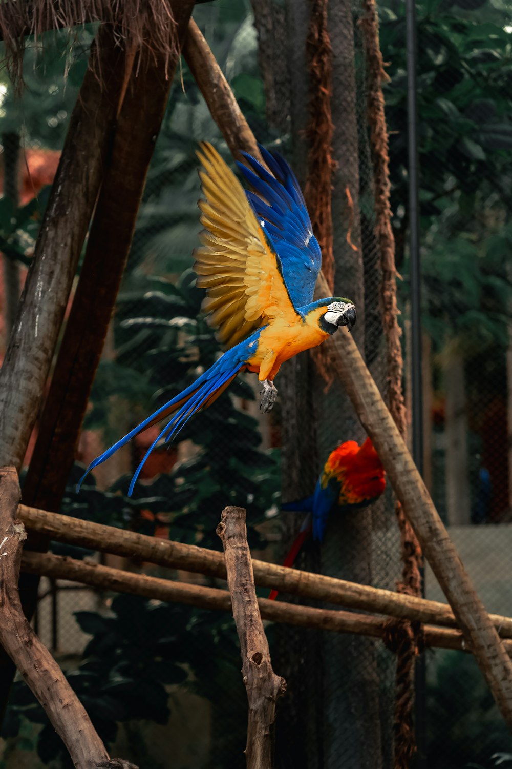 a blue and yellow bird flying over a tree