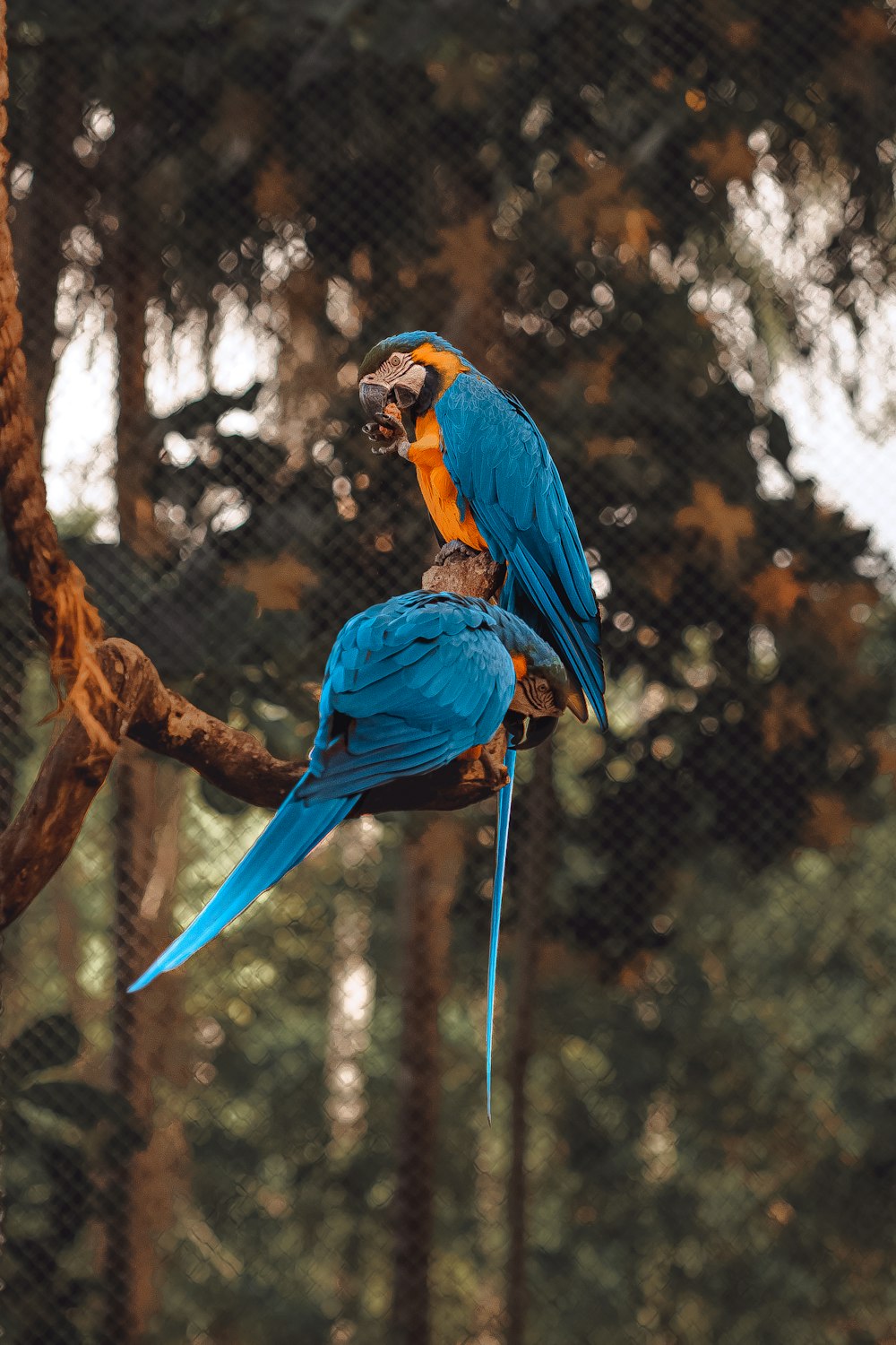 two blue and yellow parrots sitting on a tree branch