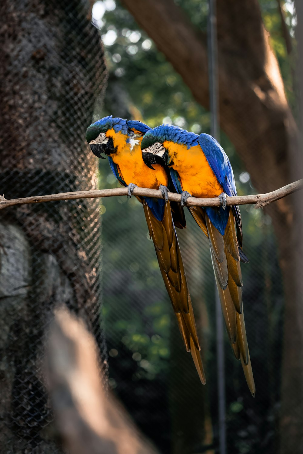 two blue and yellow birds sitting on a branch