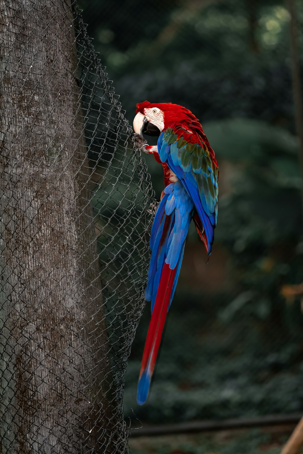 a colorful parrot perched on top of a tree