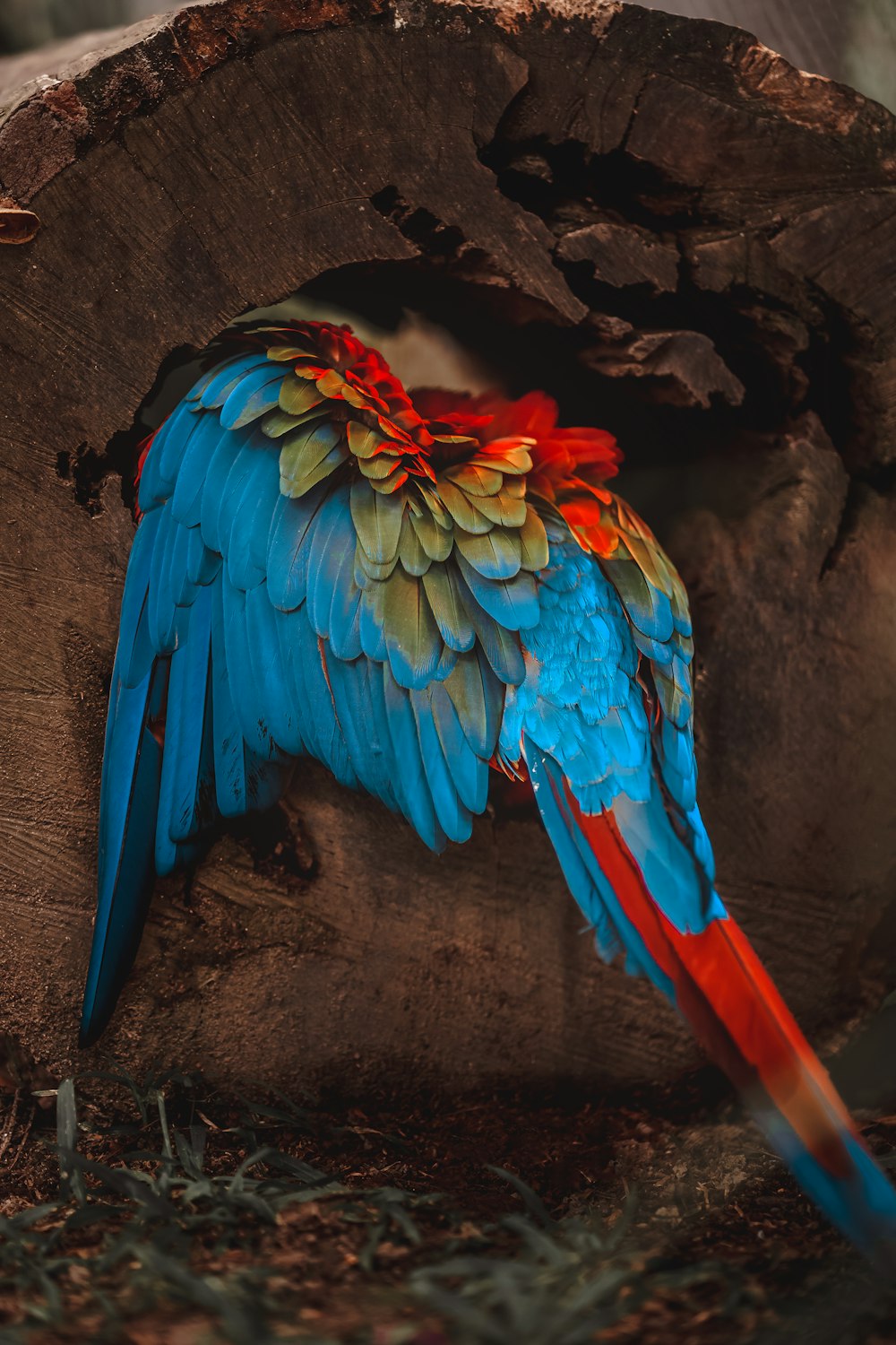 un uccello colorato seduto sulla cima di un ceppo d'albero