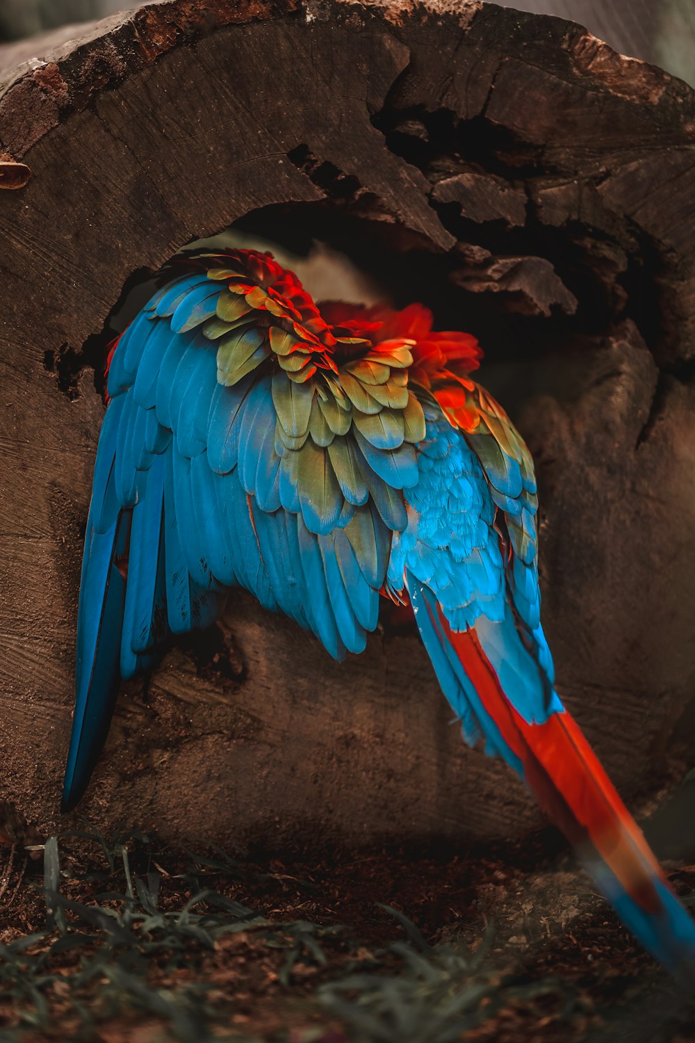 Un oiseau coloré assis au sommet d’une souche d’arbre