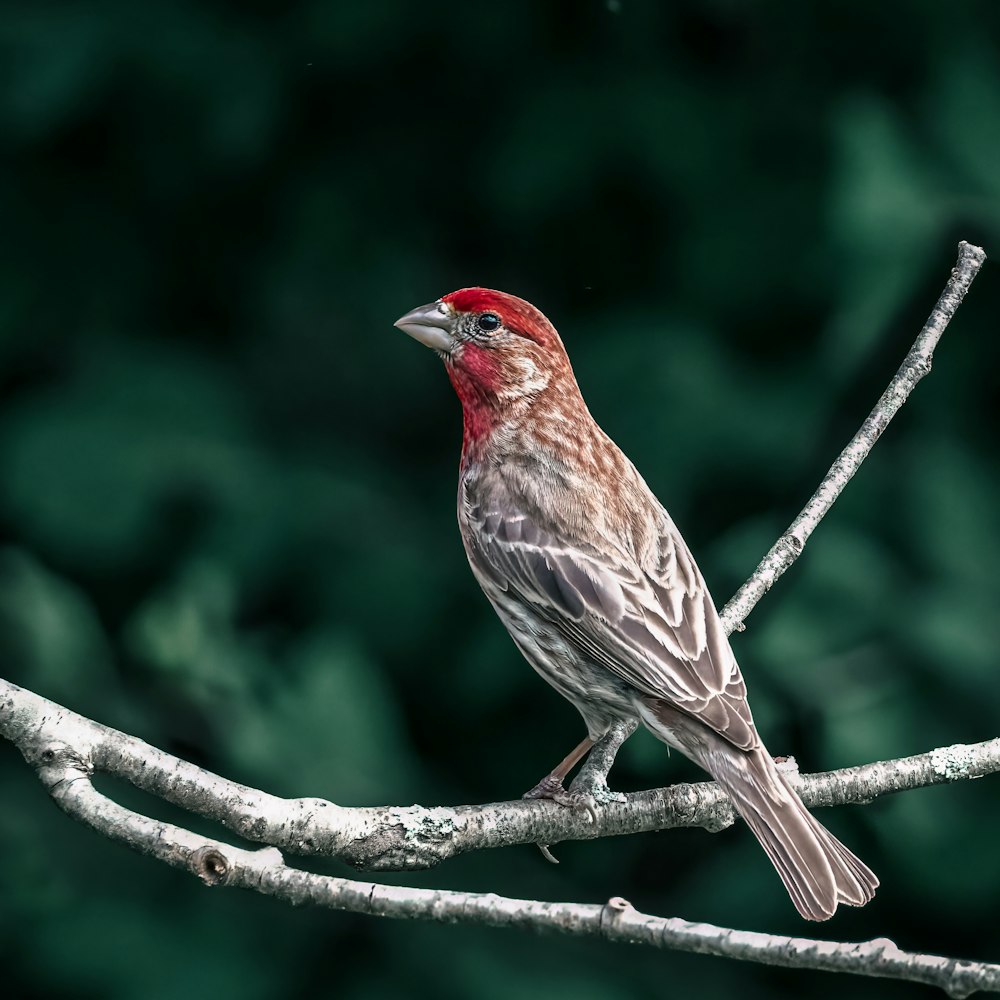 a bird sitting on a tree branch in front of a green background