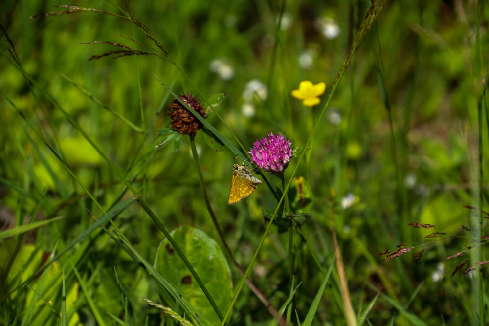 a couple of flowers that are in the grass