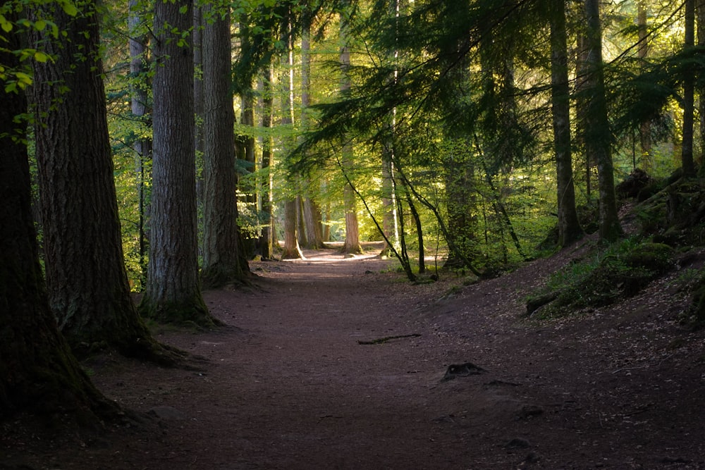 a path through a forest with lots of trees