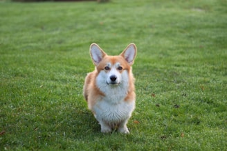 Corgi1