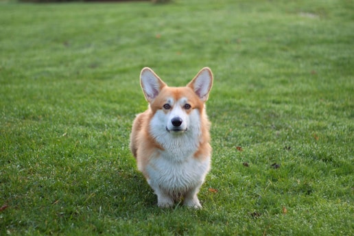 Corgi1