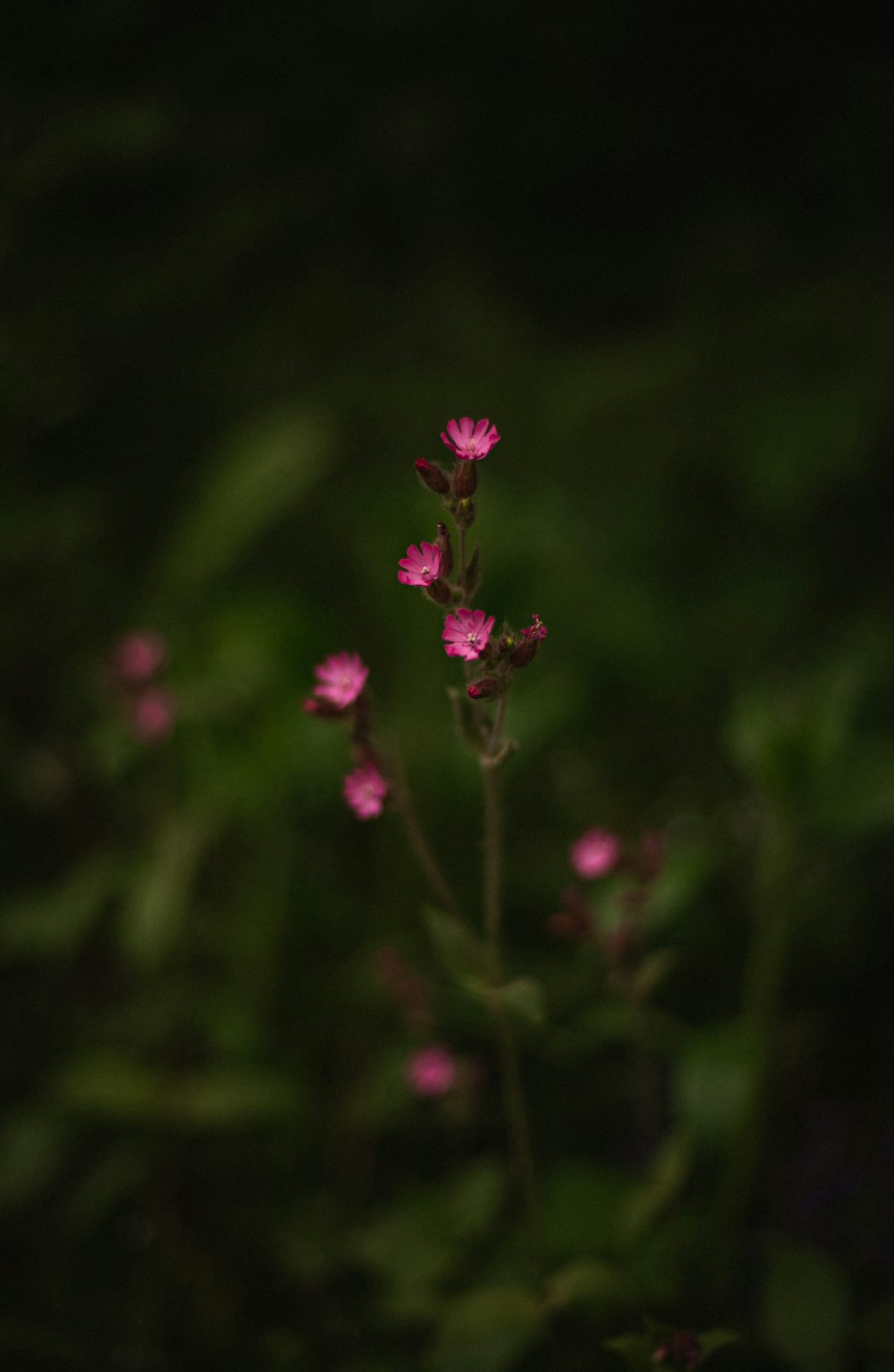 a close up of a pink flower in a field