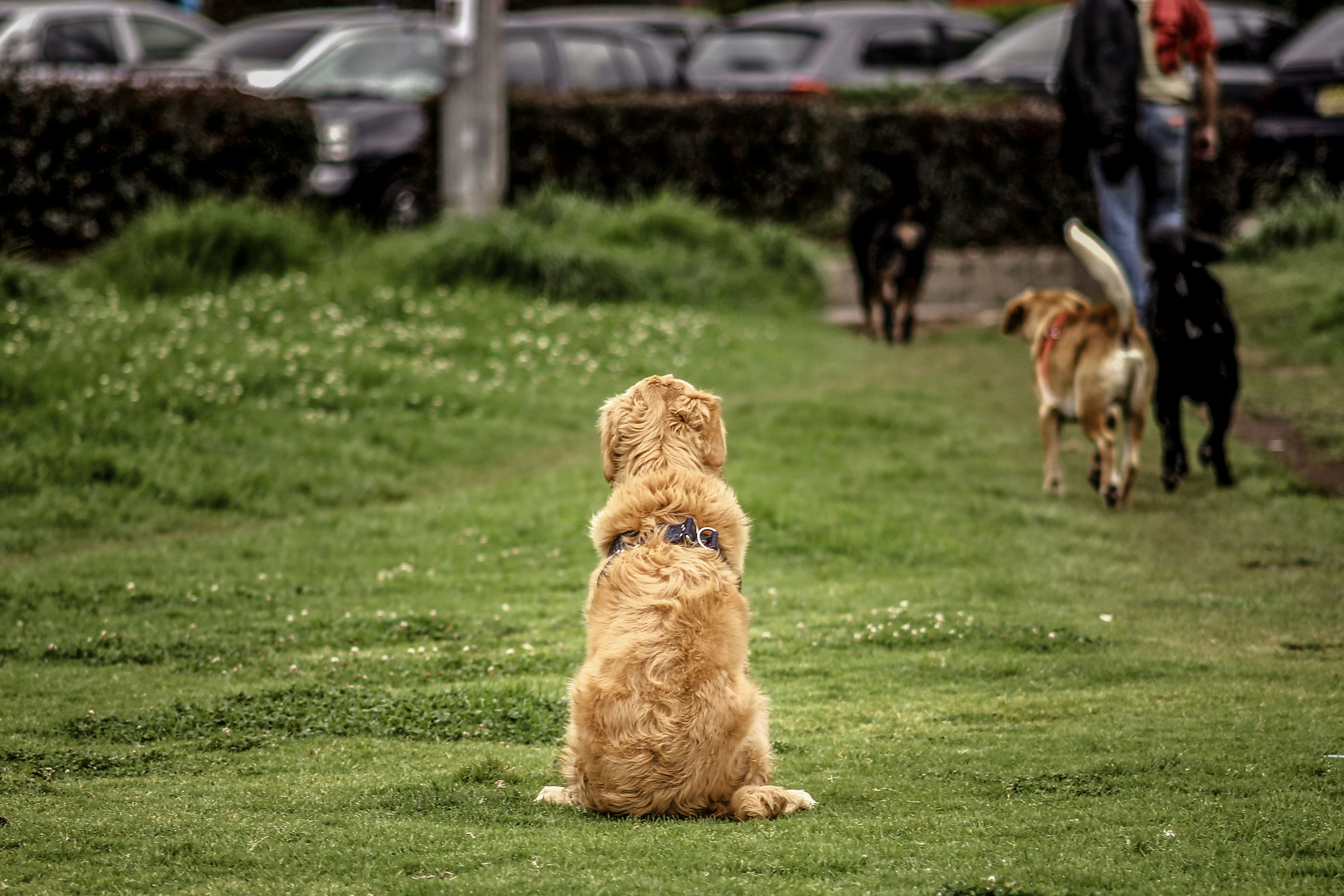a dog sitting in the grass looking up at a person