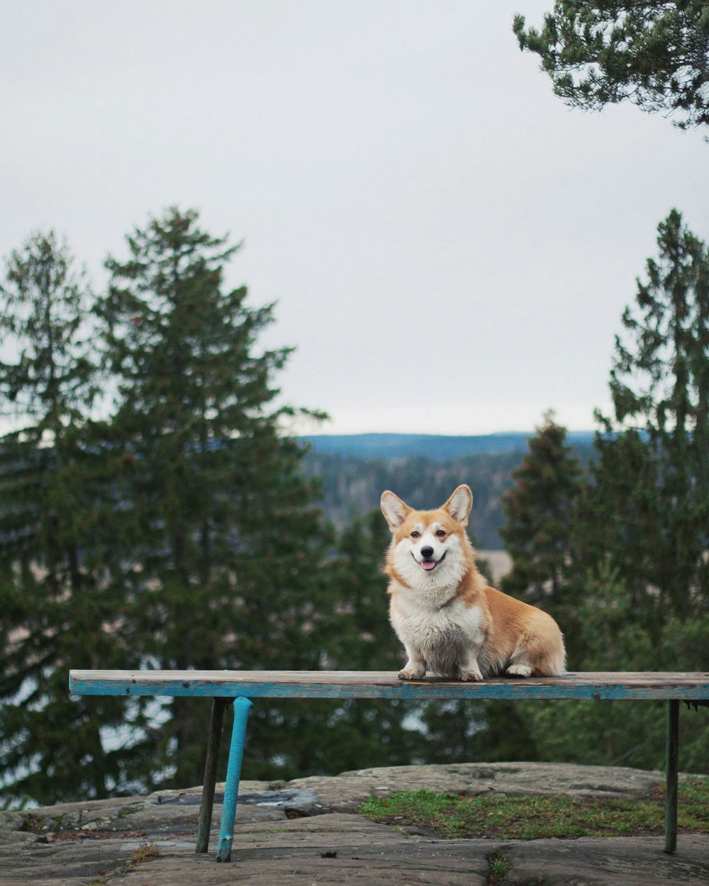 a dog sitting on top of a wooden bench