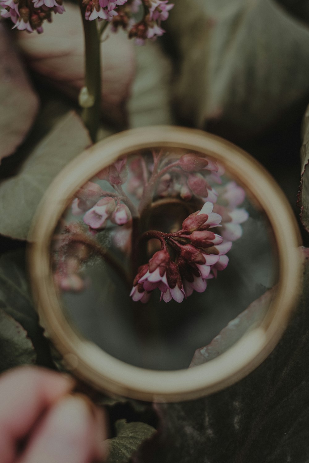 a person holding a magnifying glass with a flower in it