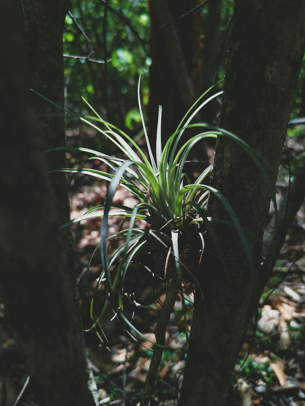 a small plant is growing in the woods