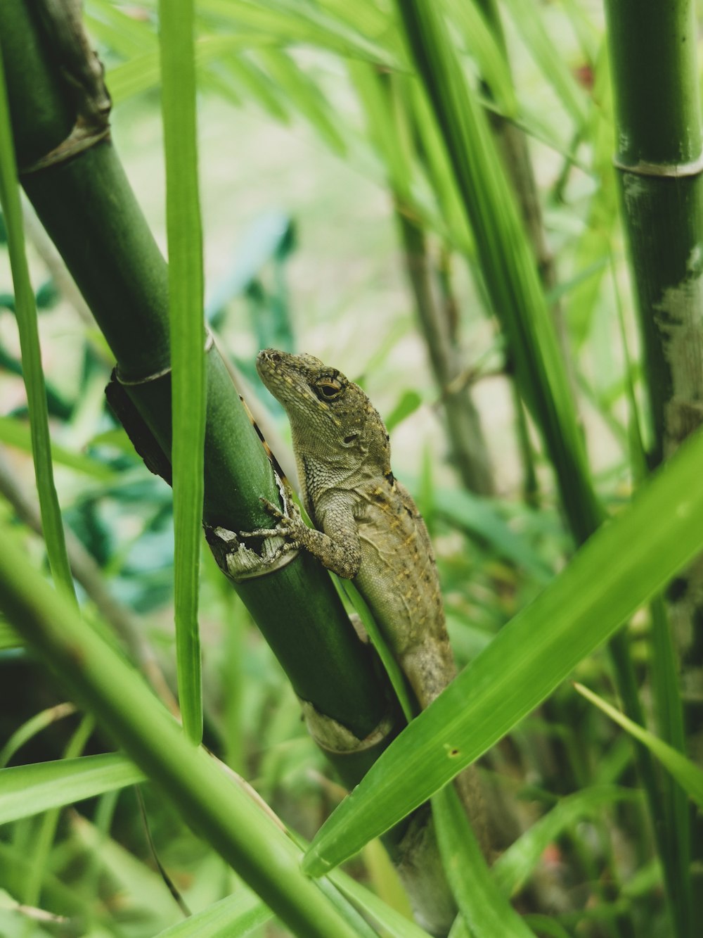 a small lizard sitting on top of a green plant