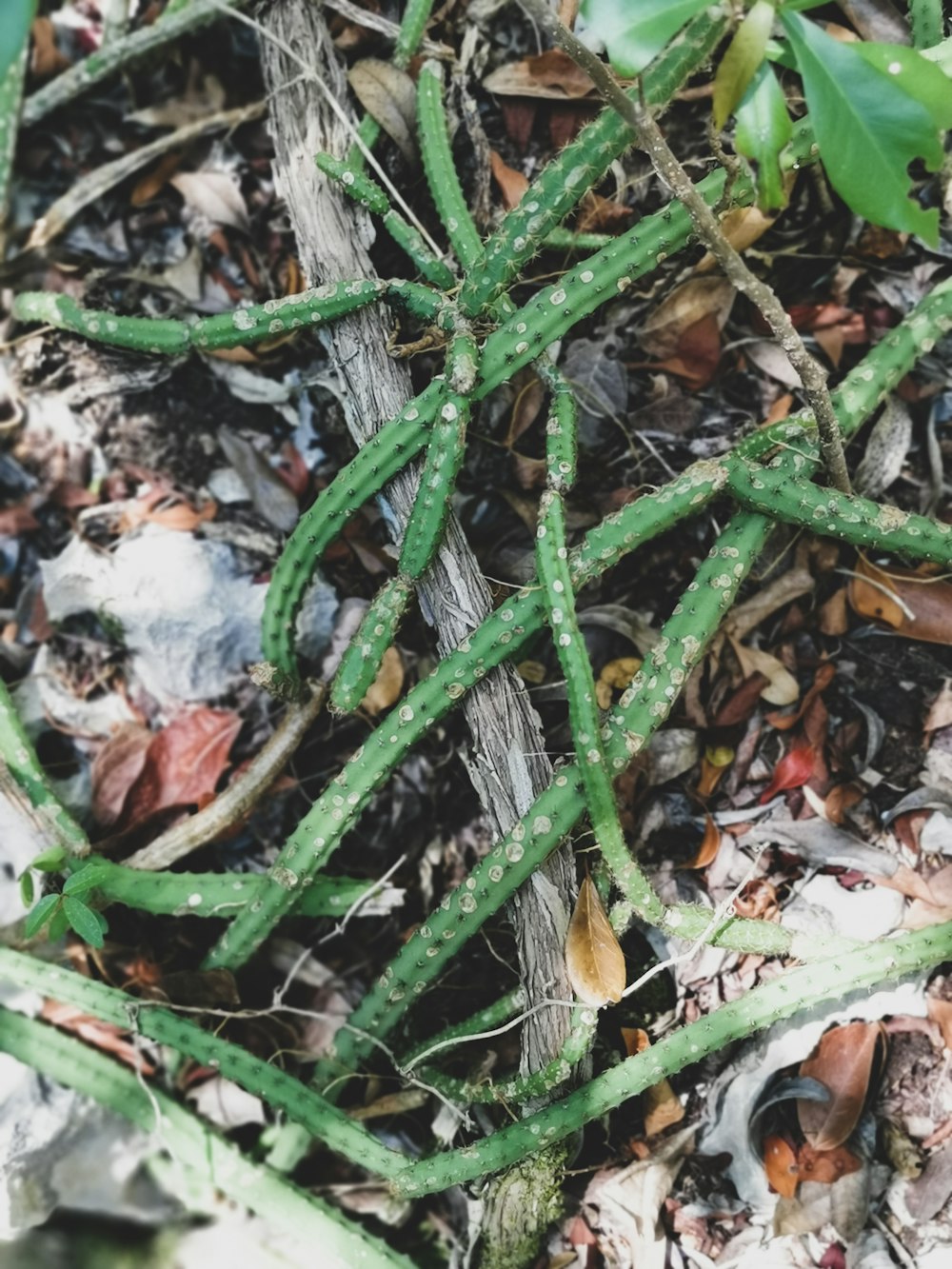 a close up of a green plant on the ground