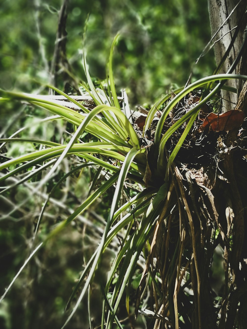 a close up of a plant growing on a tree