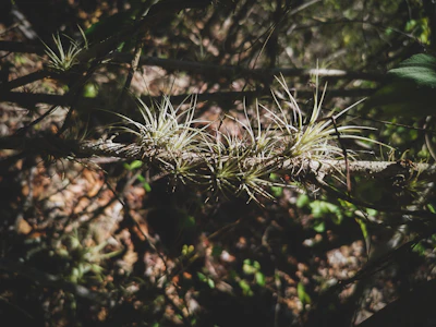 Air Plant Tillandsia India — No Soil Epiphyte Complete Guide