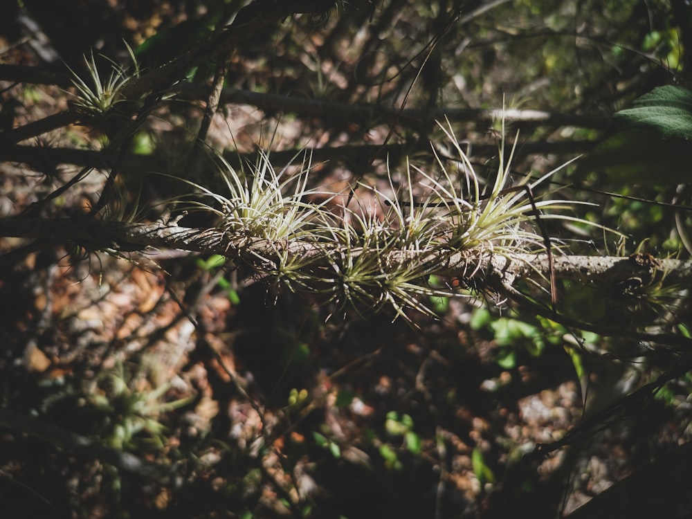 a close up of a tree branch with small plants growing on it