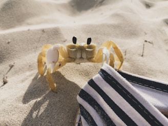 a crab on a towel on the beach