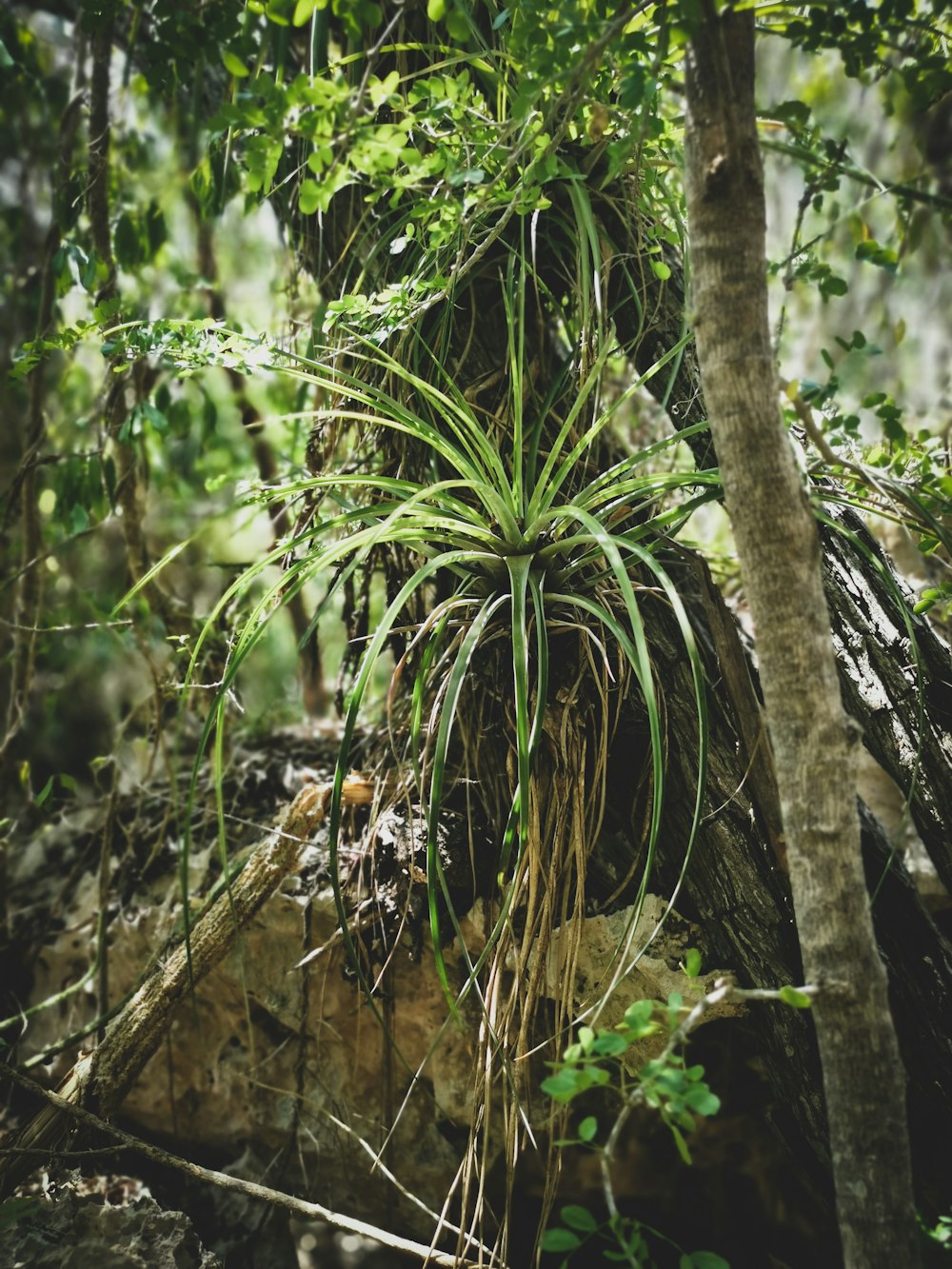 a plant growing out of a rock in a forest