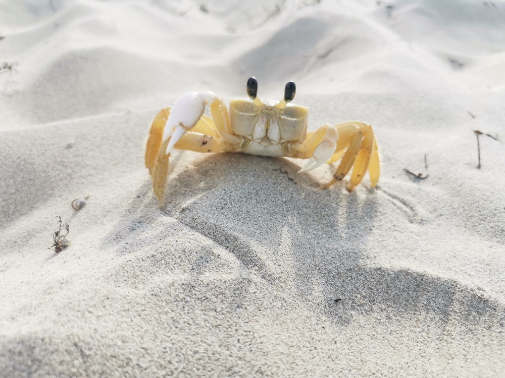 a small crab on a sandy beach covered in sand