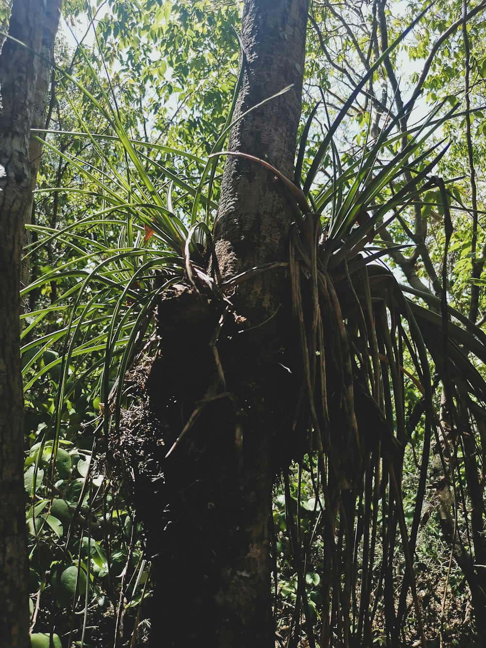 a tree that has some plants growing out of it