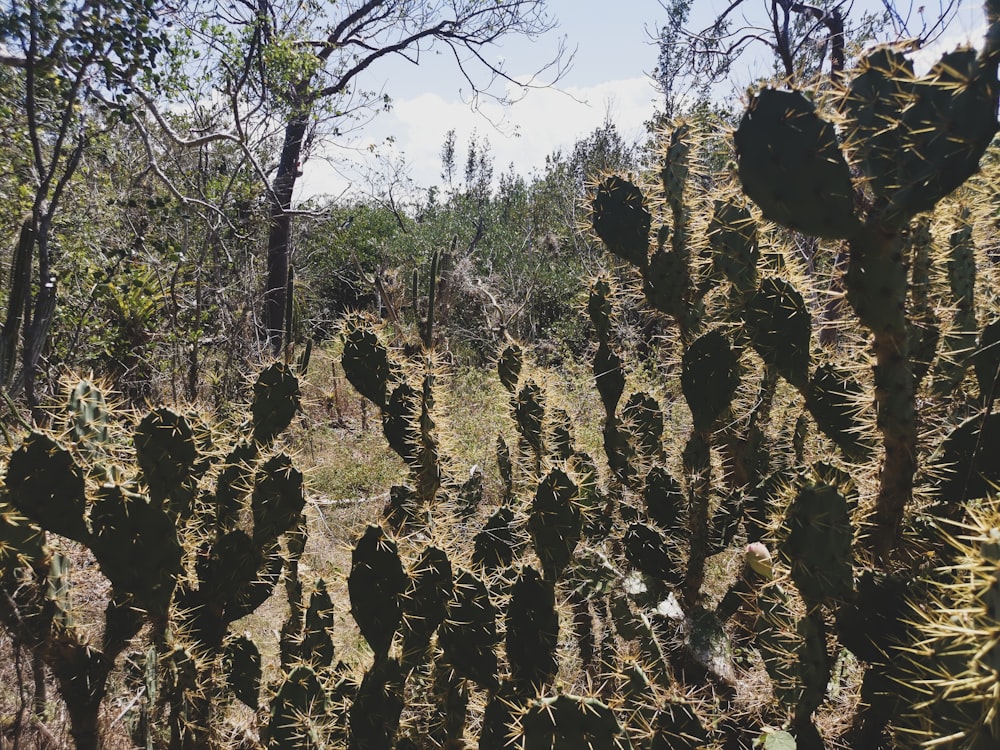 a large group of cactus plants in a field