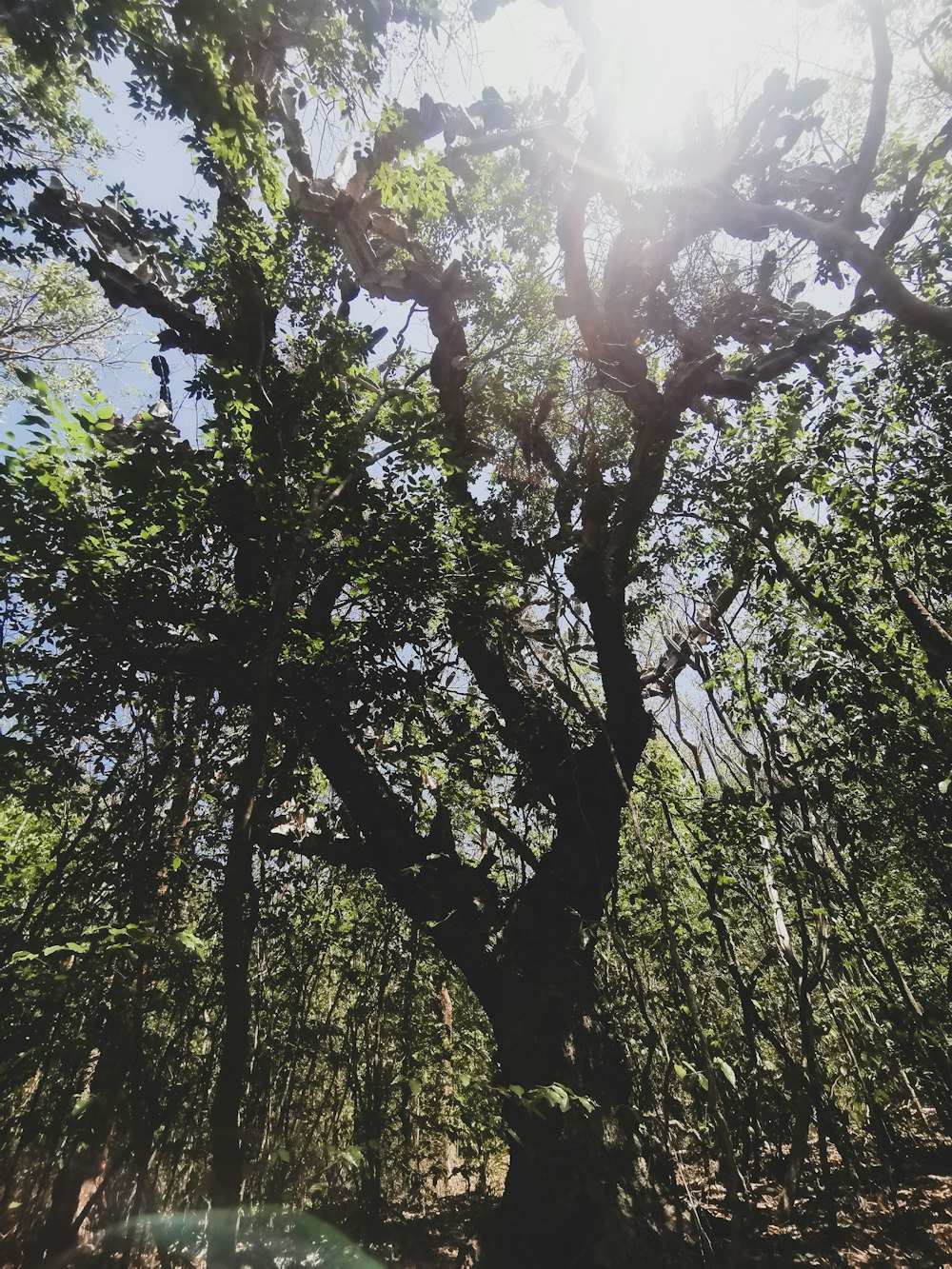 a large tree in the middle of a forest