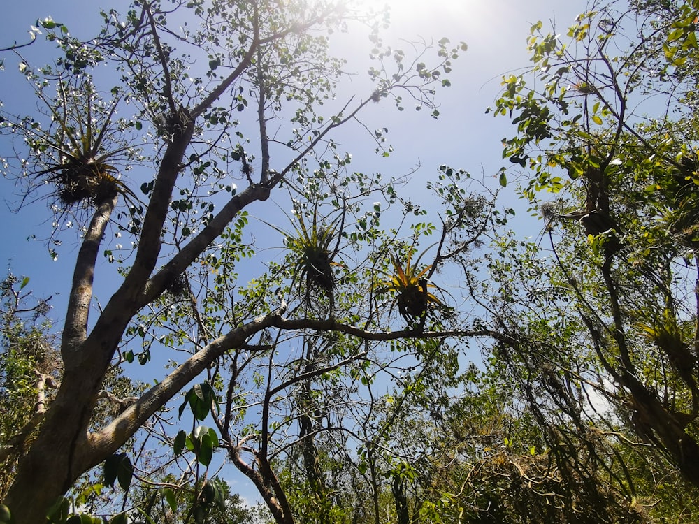 a tree filled with lots of green leaves under a blue sky