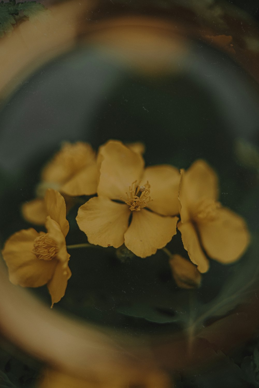 a close up of some yellow flowers in a vase