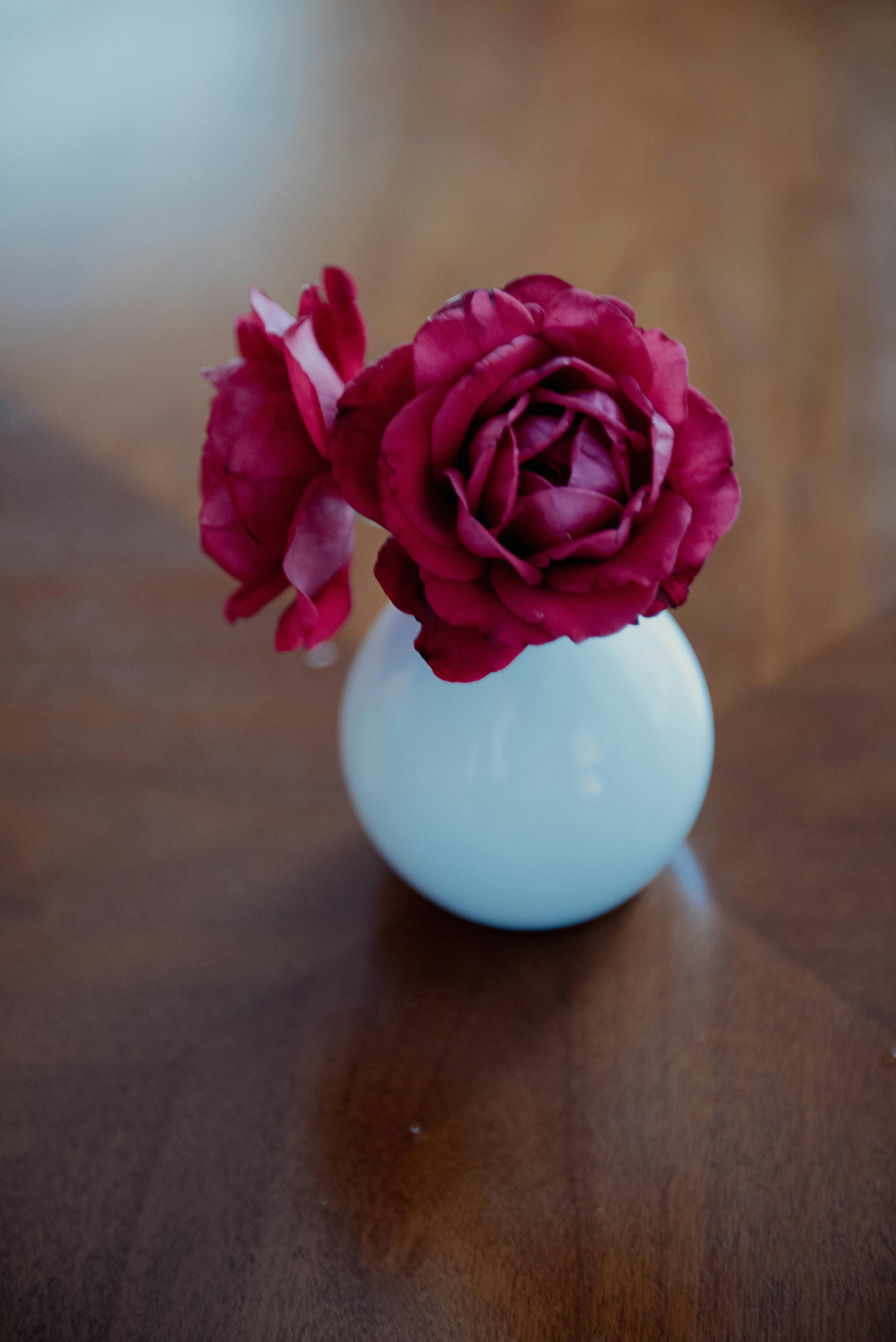 Stunning display of flowers that don't die for a year
