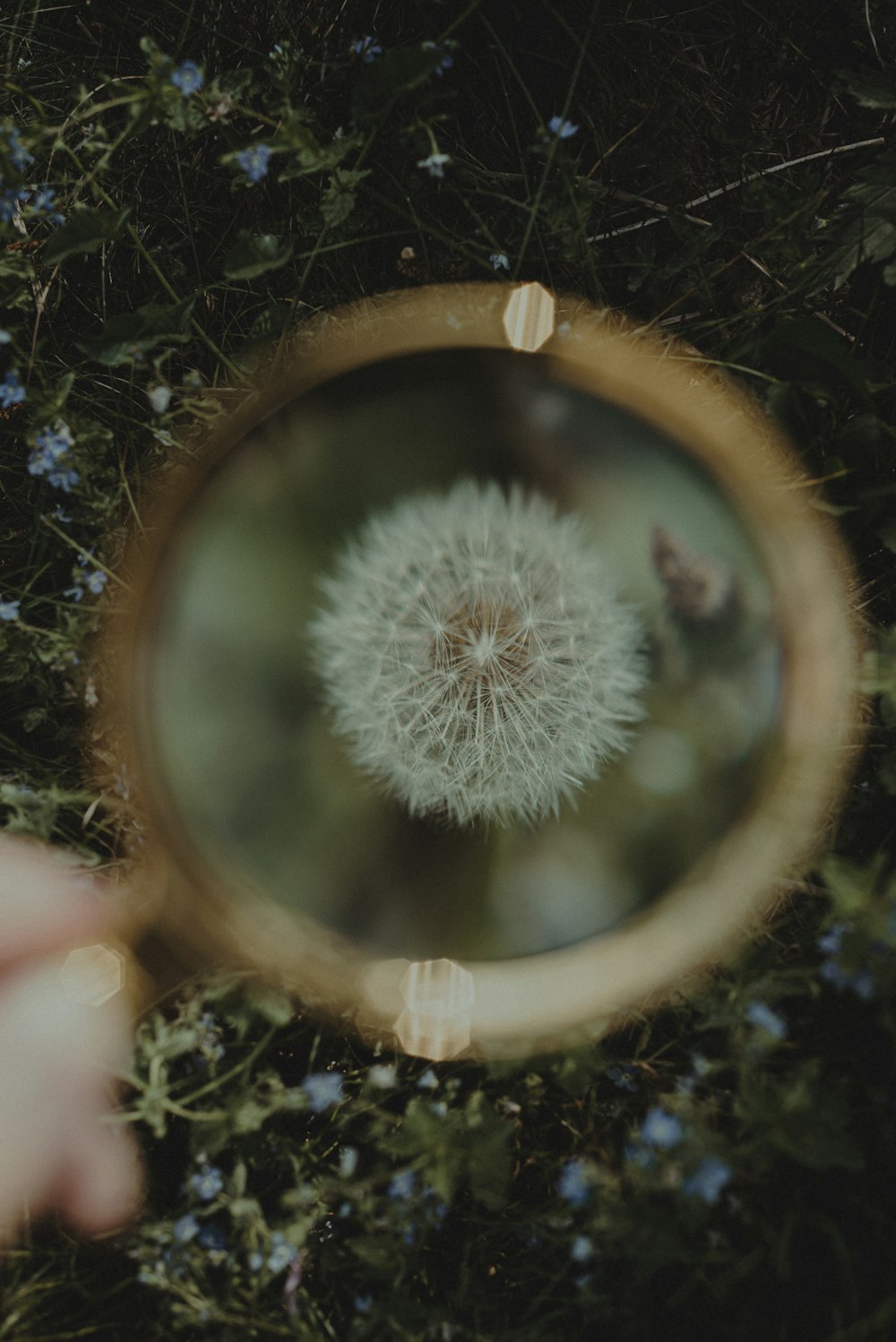 a person holding a magnifying glass looking at a dandelion