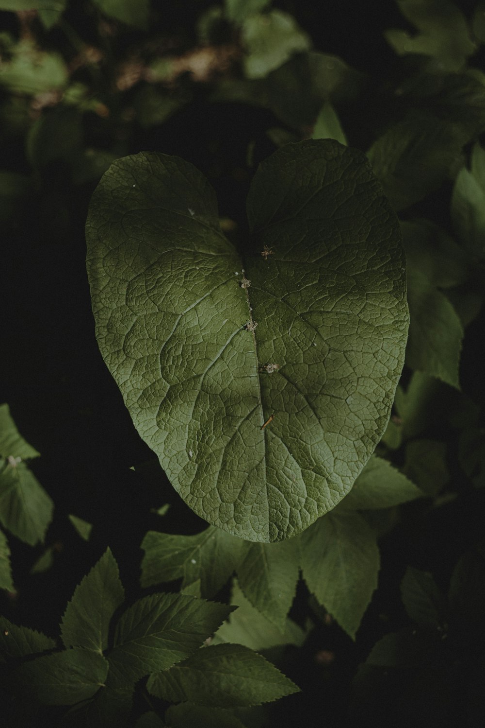 a heart shaped leaf sitting on top of green leaves