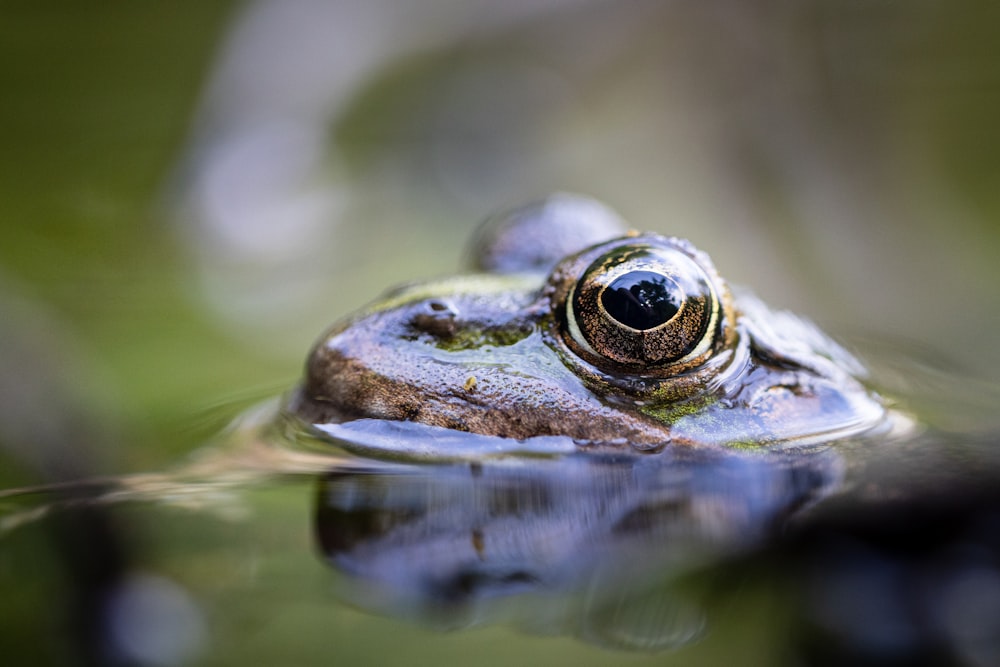 a frog that is sitting in the water