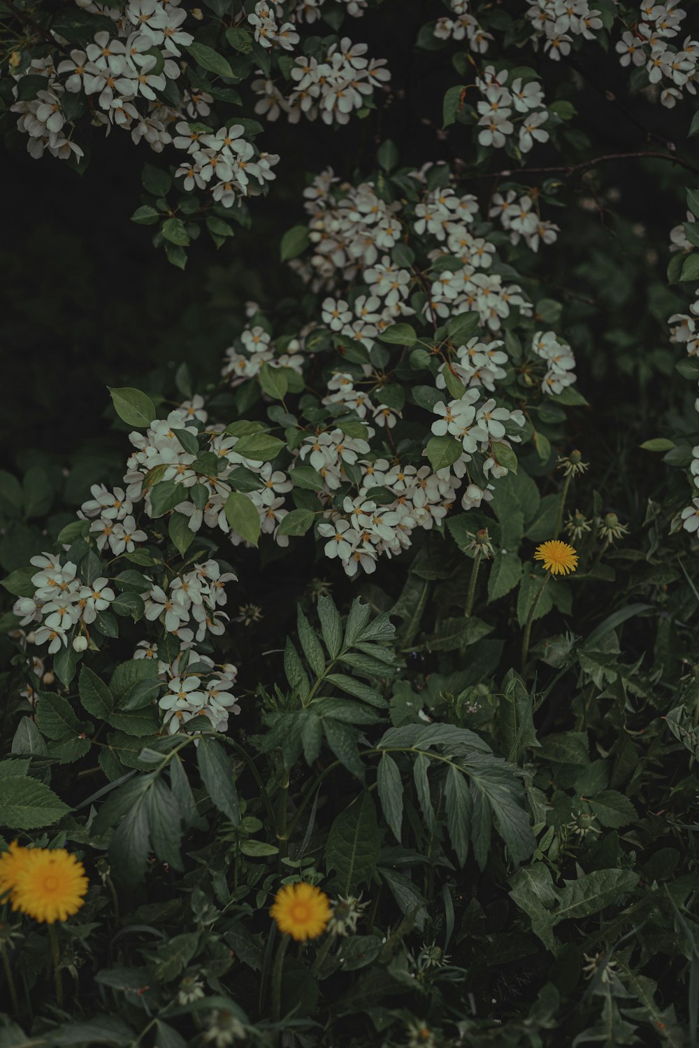 a bunch of flowers that are in the grass