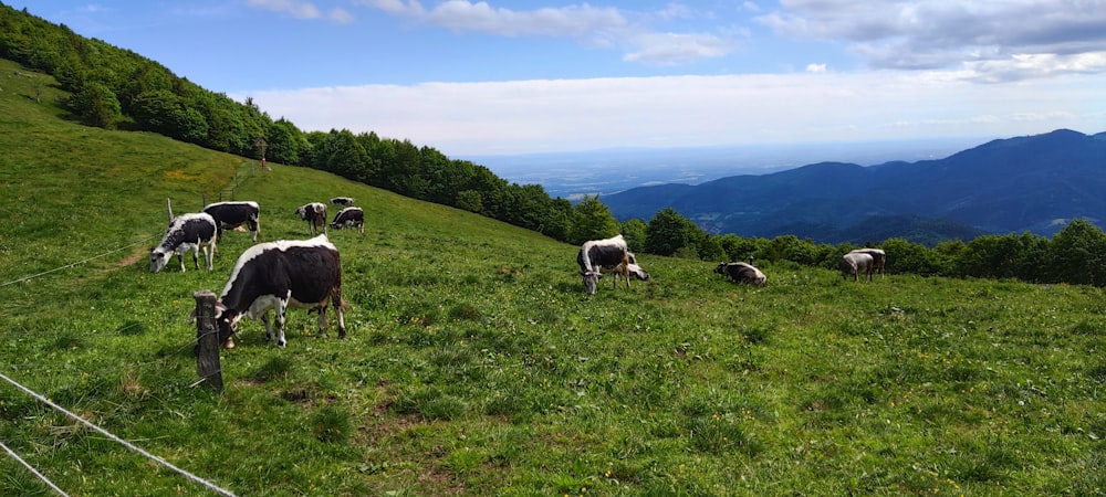 a herd of cattle grazing on a lush green hillside