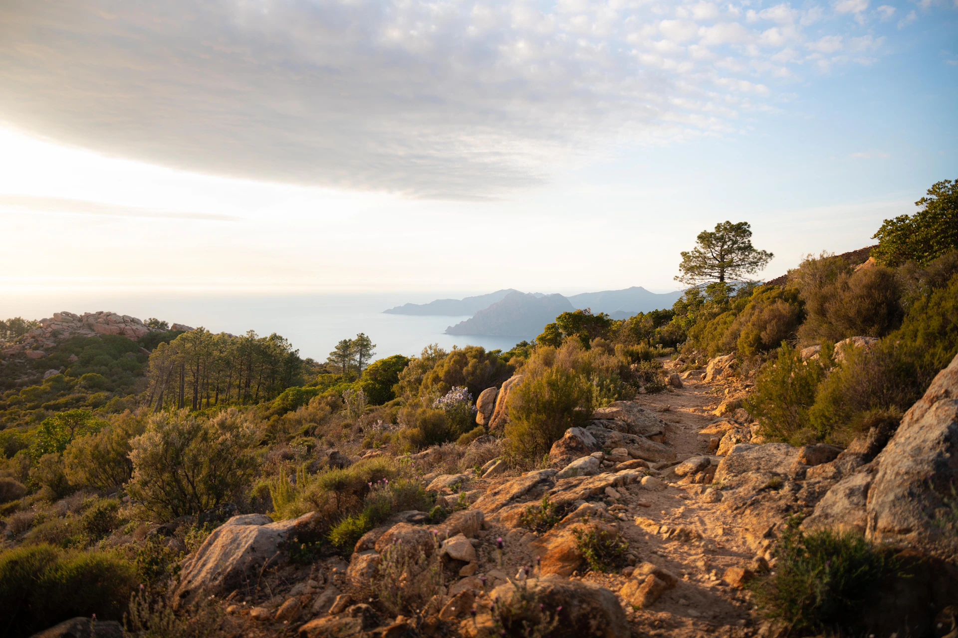 a rocky trail with trees and bushes on the side of it