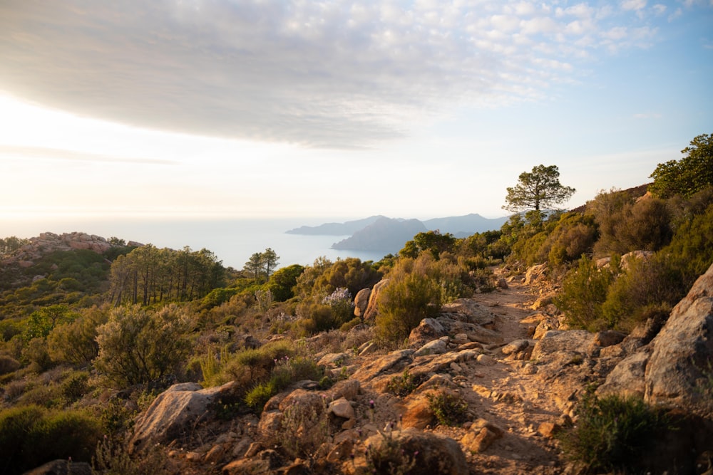 a rocky trail with trees and bushes on the side of it