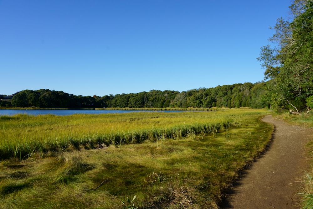 a path leading to a lake surrounded by tall grass