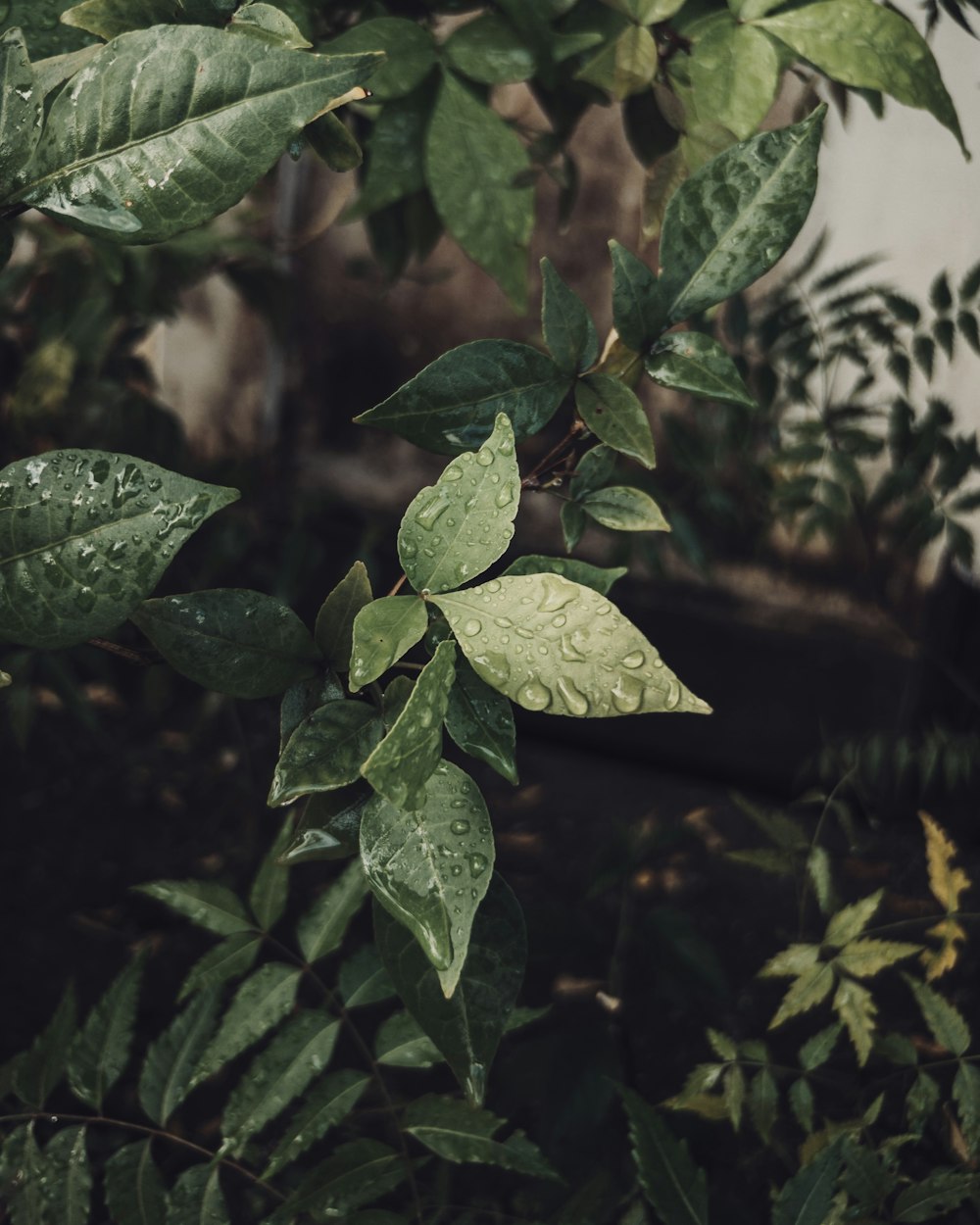 a green leafy tree with water droplets on it