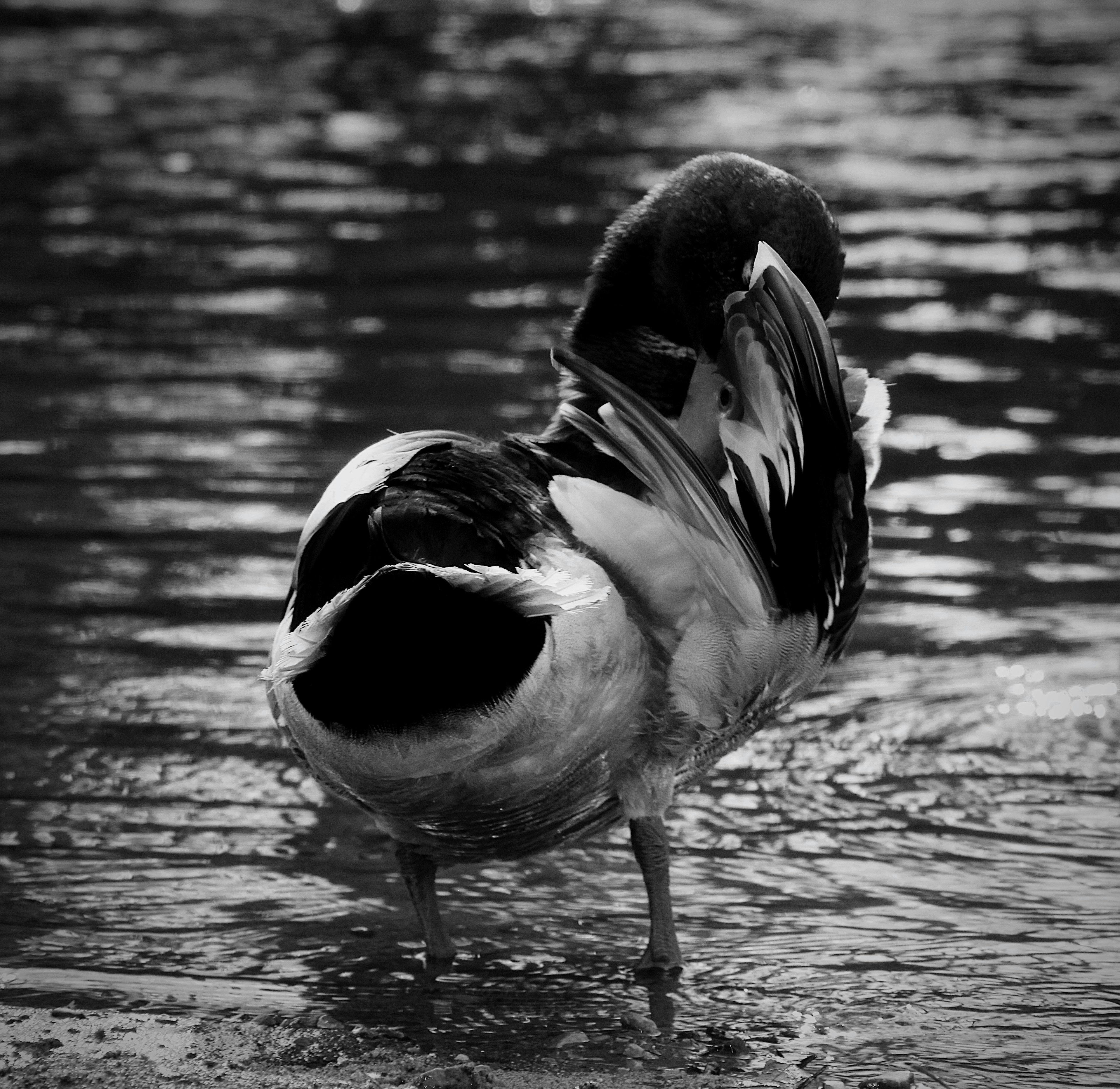 Photo by stellavanhowe