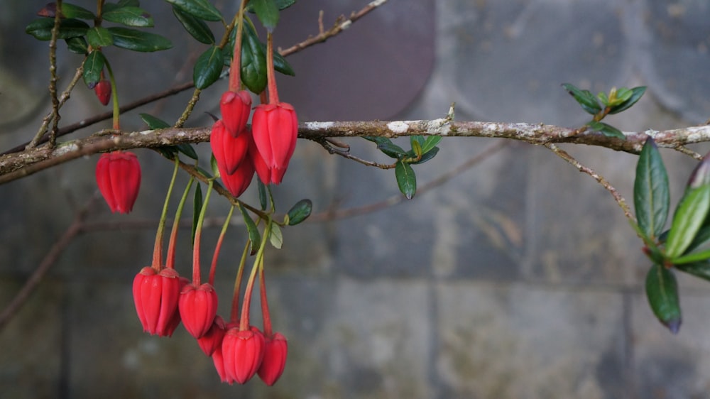 a bunch of red flowers hanging from a tree branch