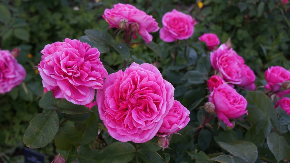 a bunch of pink roses growing in a garden