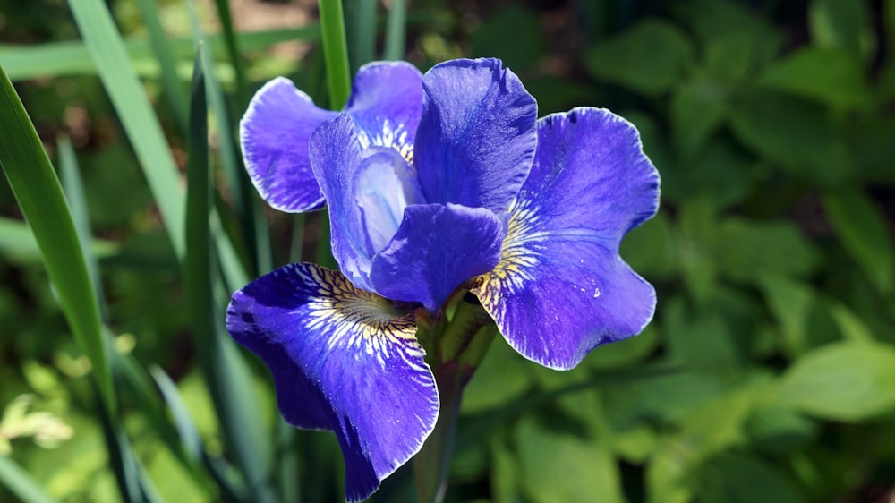 a close up of a purple flower with green leaves in the background