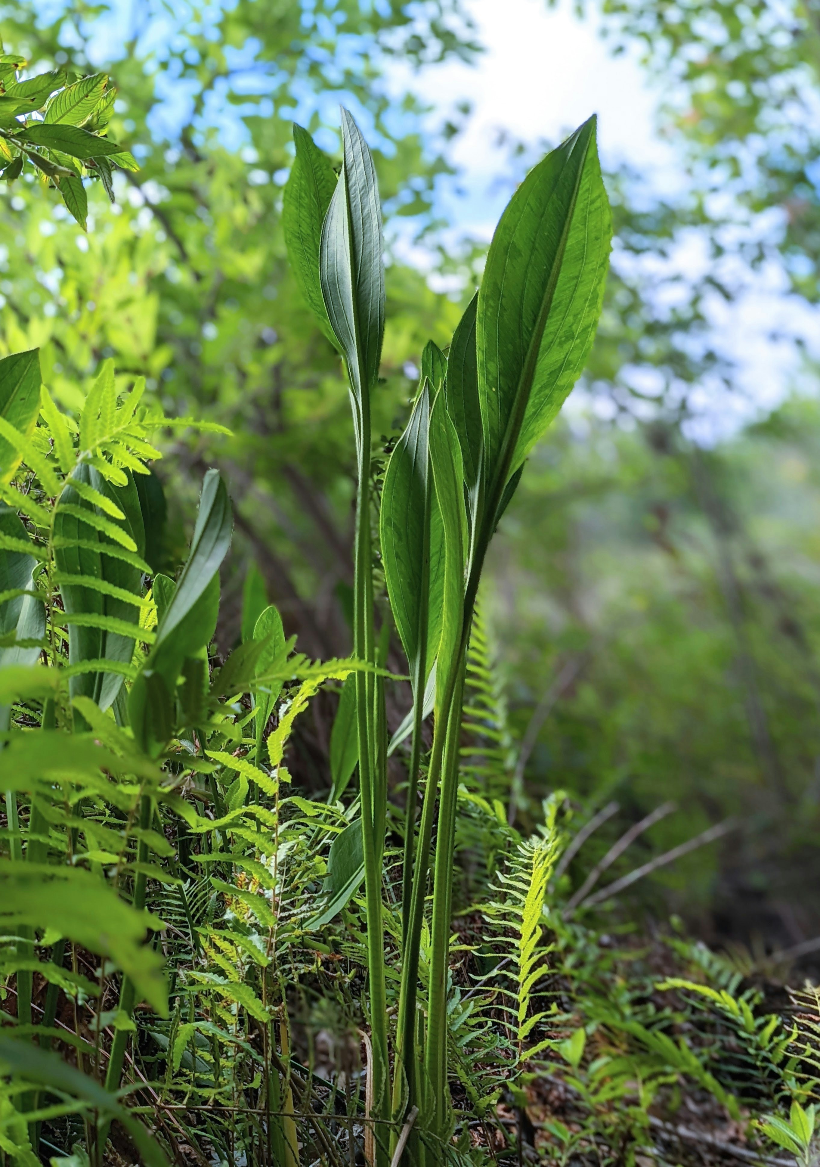 A close up of a green plant in a forest photo – Free Urfer family park