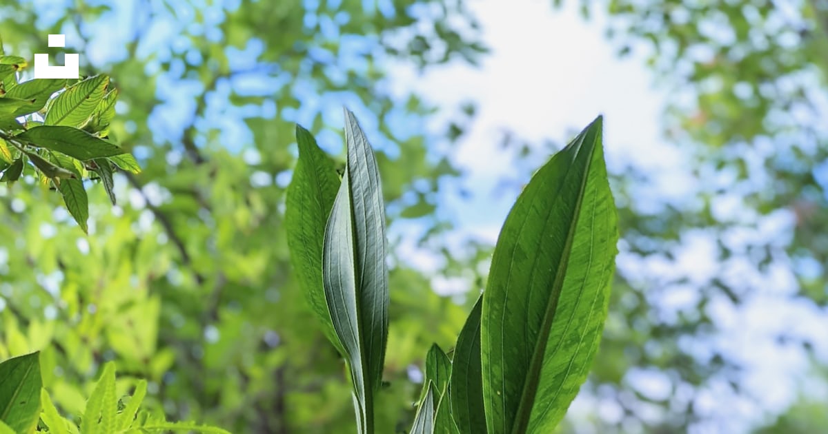 A close up of a green plant in a forest photo – Free Urfer family park
