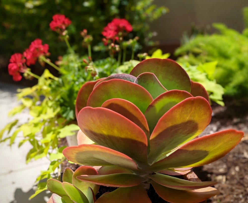 a close up of a succulent plant in a garden